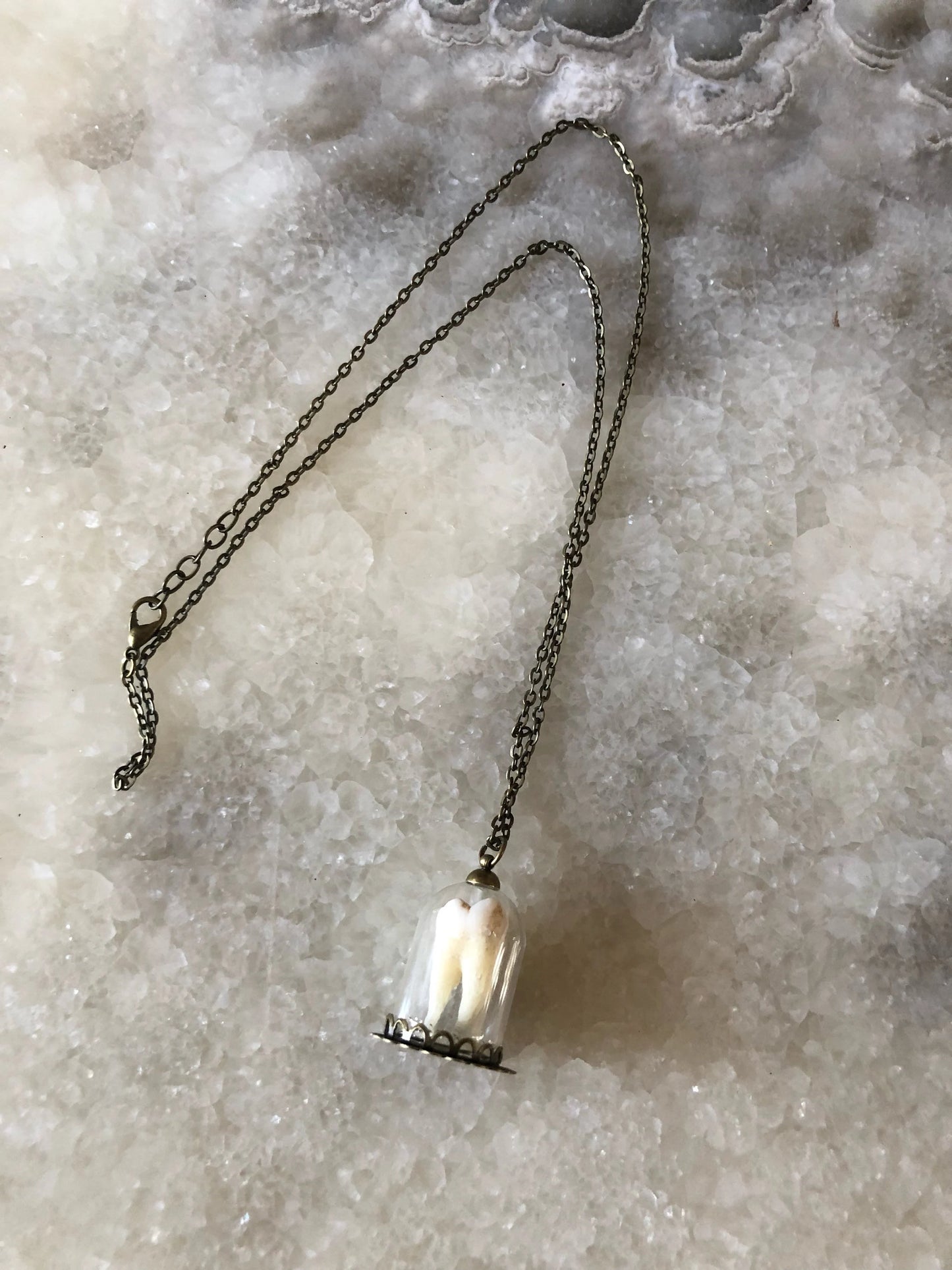 Human Molar Bell Jar Necklace