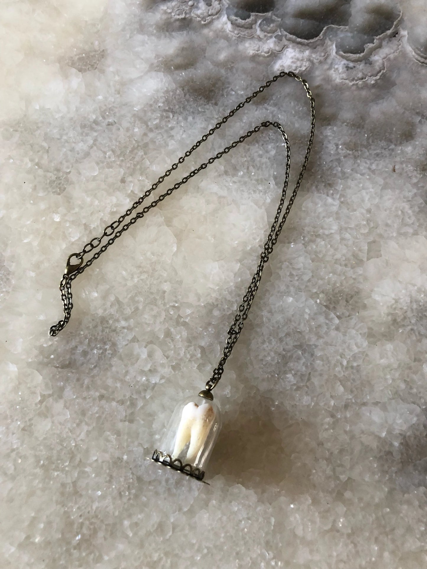 Human Molar Bell Jar Necklace