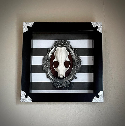 Adorned Mink Skull Shadow Box