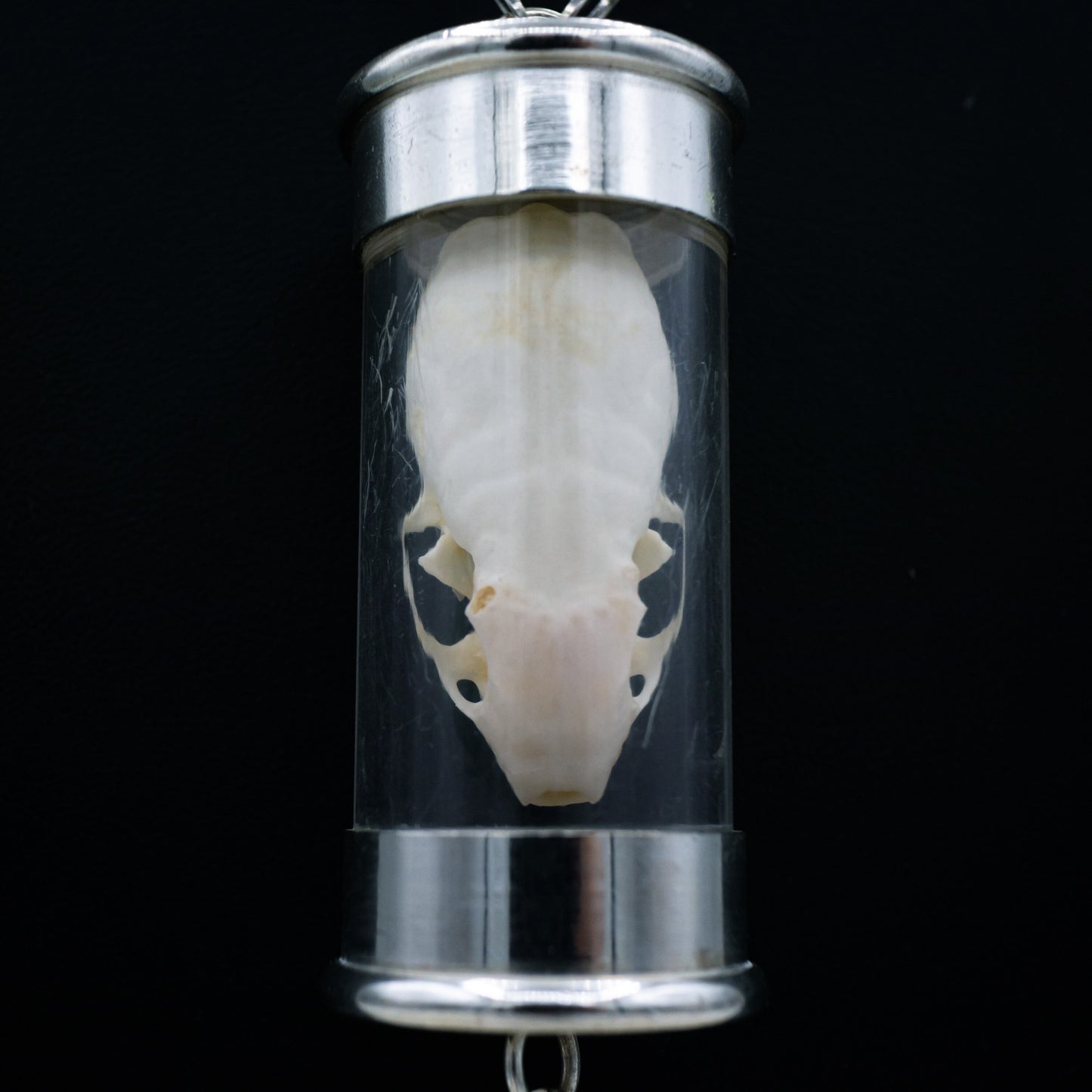 Weasel Skull Ossuary Necklace