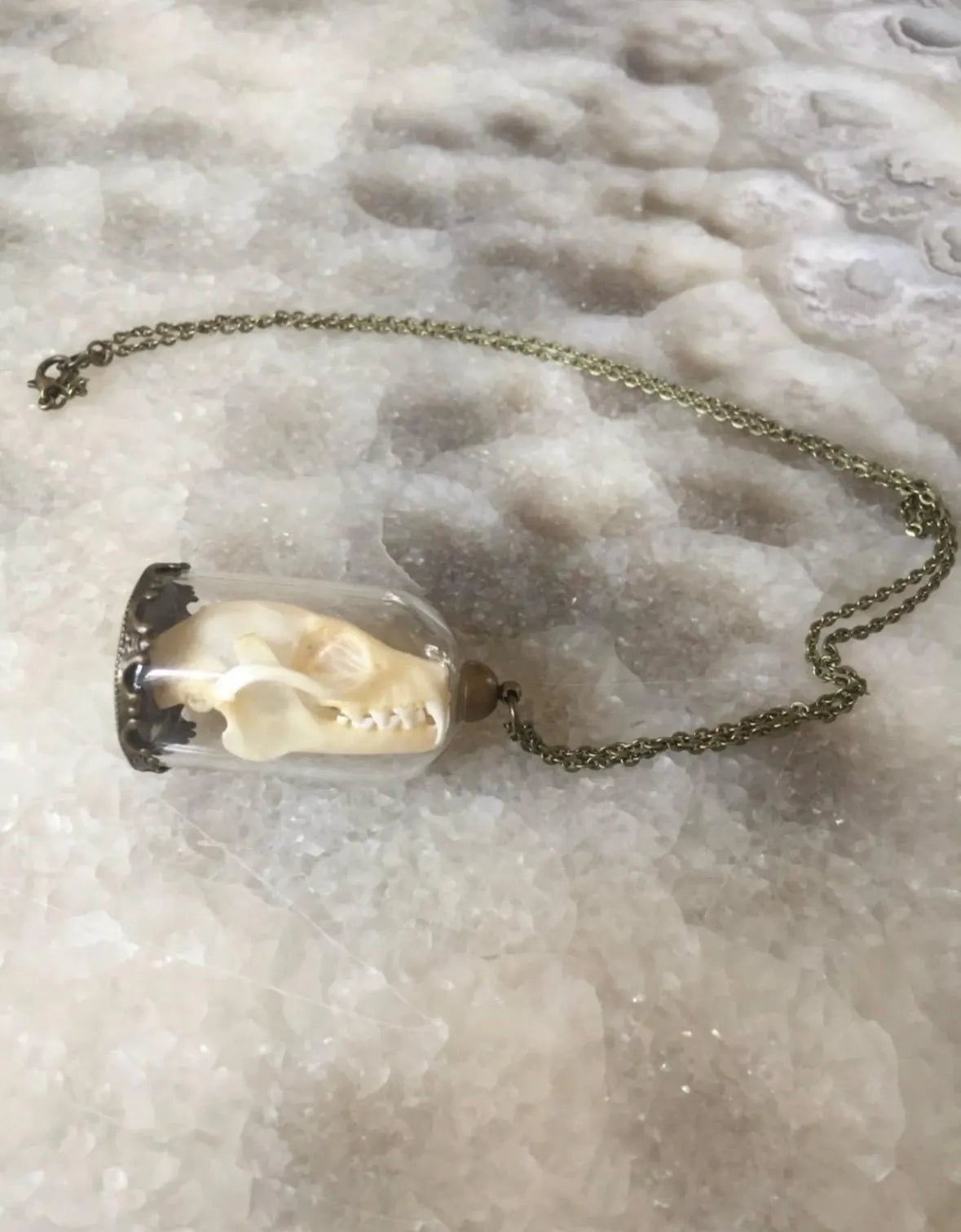 Bat skull Bell Jar Necklace