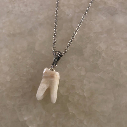 Human Molar Pendant Necklace
