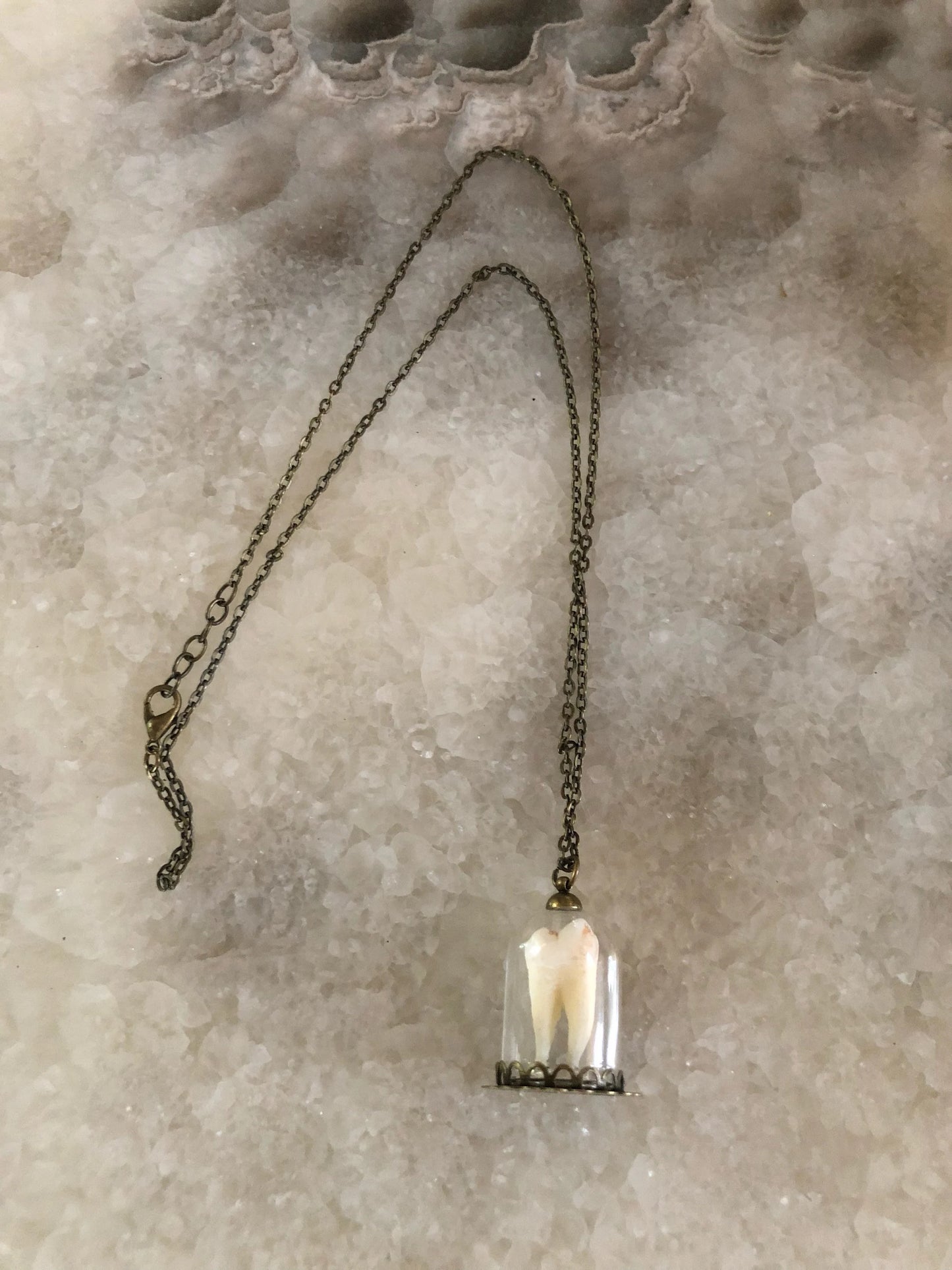 Human Molar Bell Jar Necklace