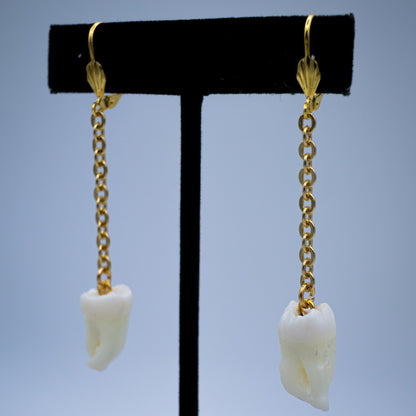Morning Molar and Chain Earrings