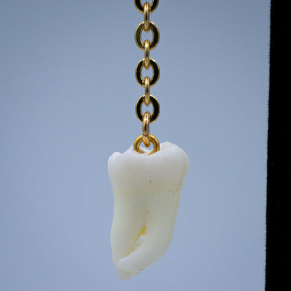Morning Molar and Chain Earrings
