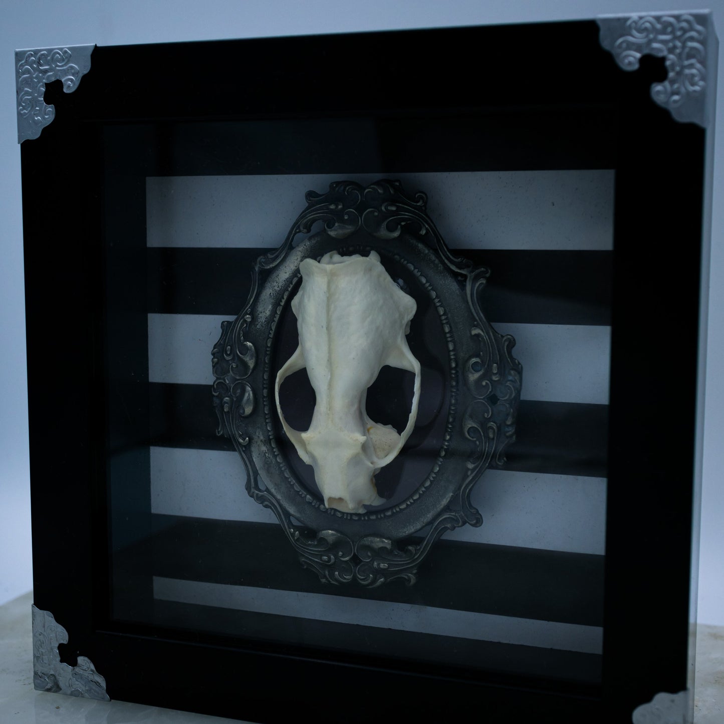 Adorned Mink Skull Shadow Box