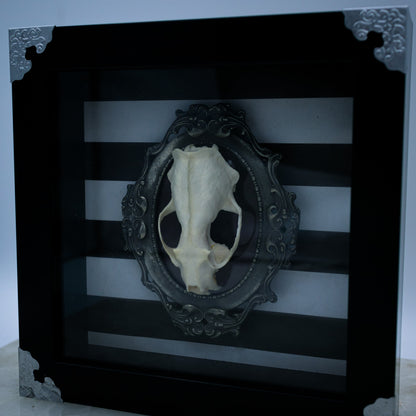 Adorned Mink Skull Shadow Box