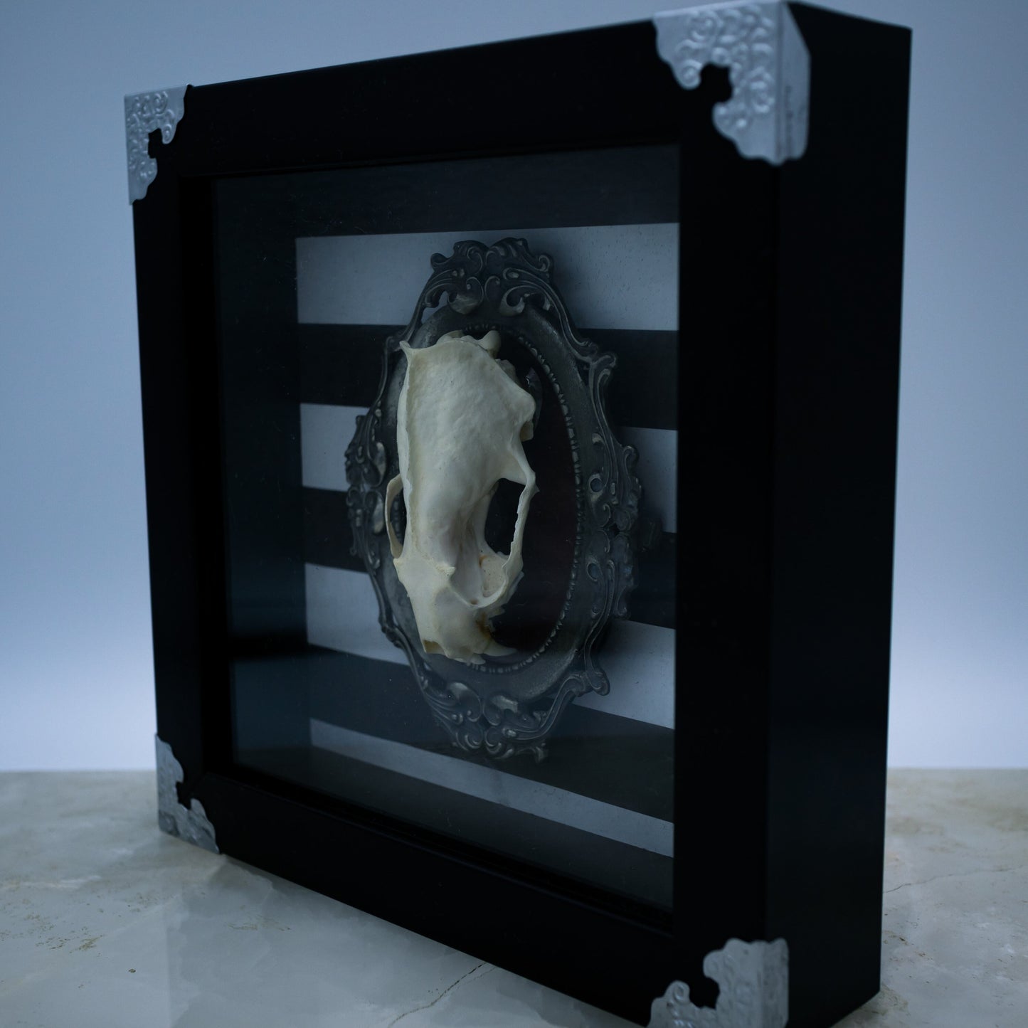 Adorned Mink Skull Shadow Box