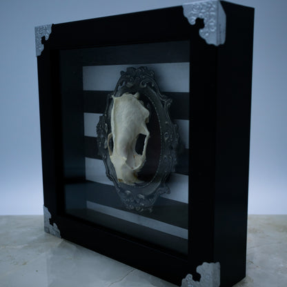 Adorned Mink Skull Shadow Box