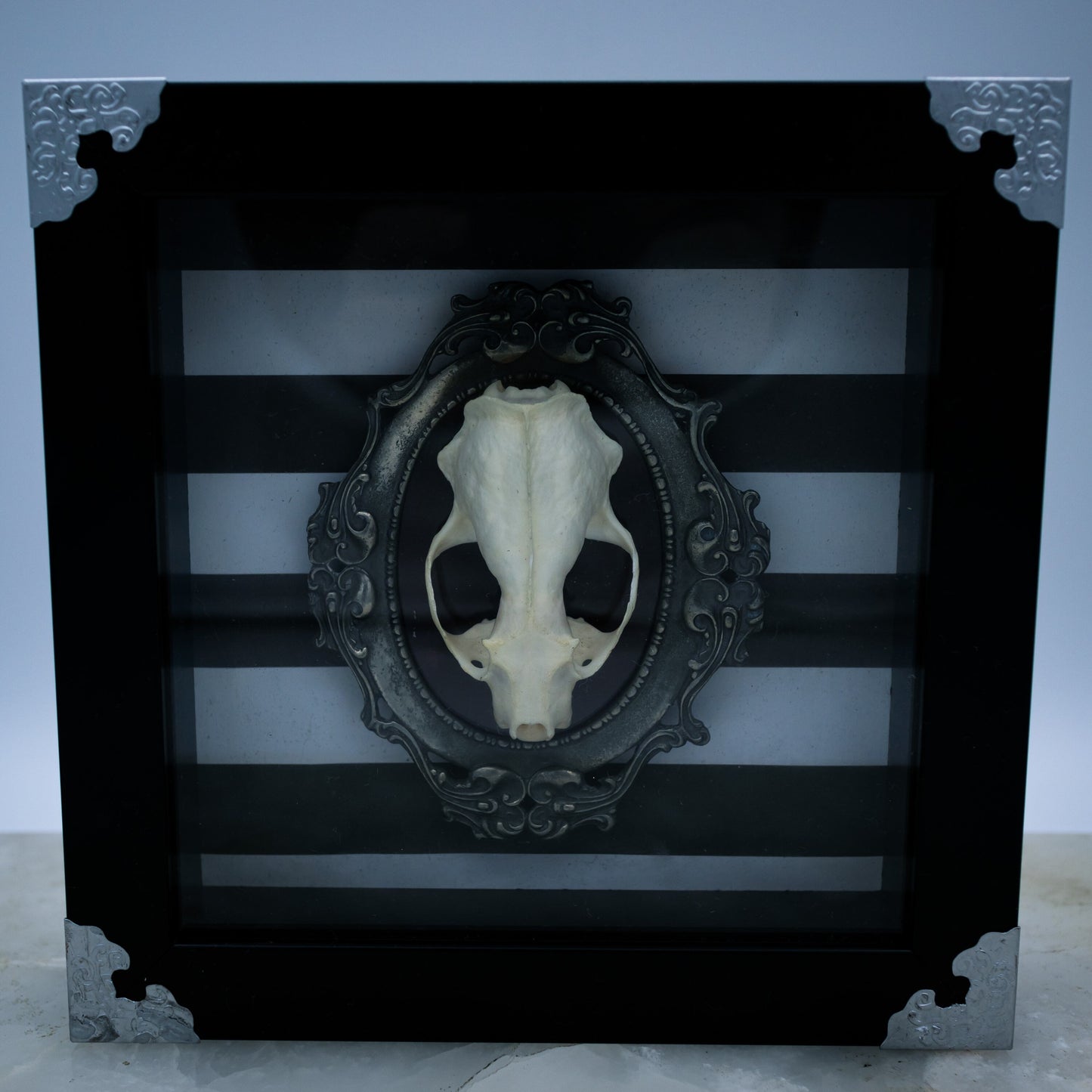 Adorned Mink Skull Shadow Box