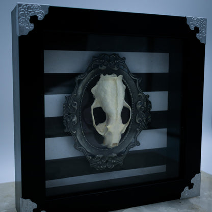 Adorned Mink Skull Shadow Box