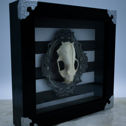 Adorned Mink Skull Shadow Box