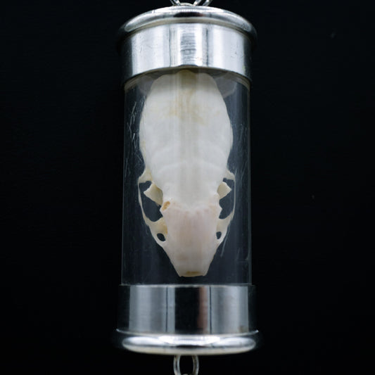 Weasel Skull Ossuary Necklace