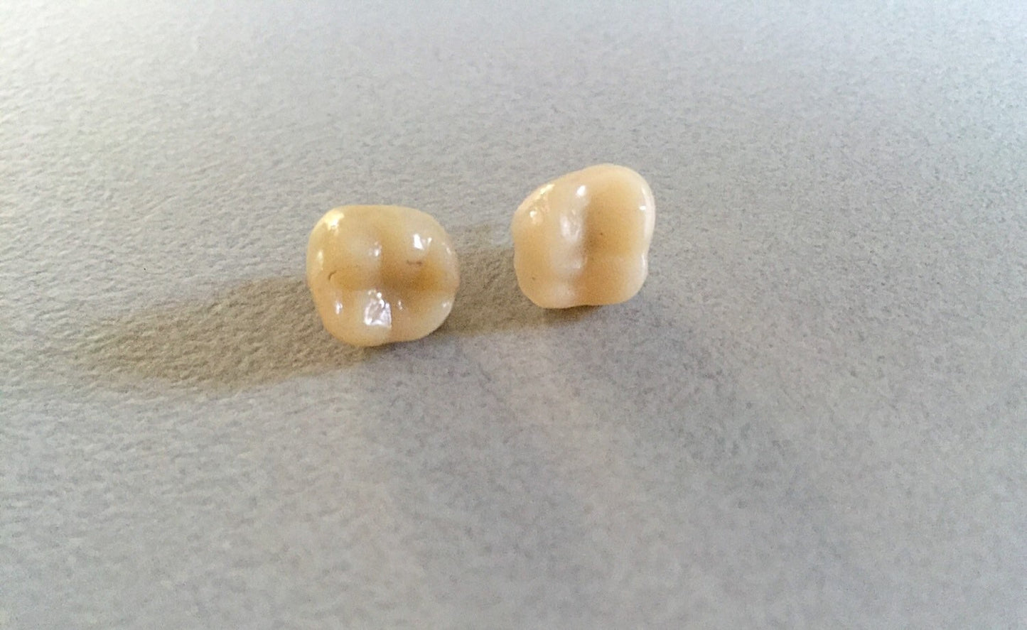 Human Tooth Stud Earrings
