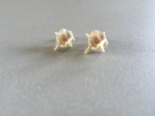 Boa Vertebrae stud earrings